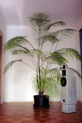 Dypsis.jpg