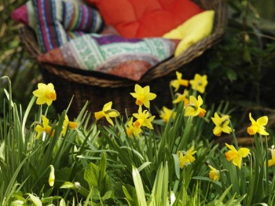 1984-zwiebelblumen.jpg