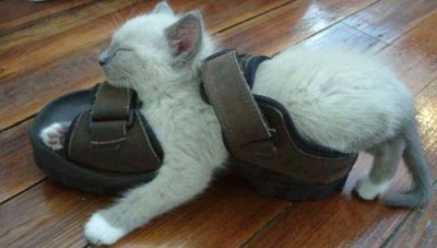 Katzen im Schuh.jpg