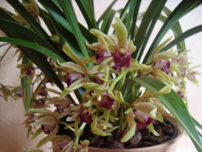 orchid2 008.JPG