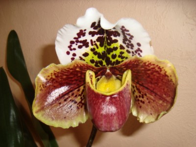 orchid2 007.JPG