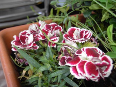 dianthus.jpg