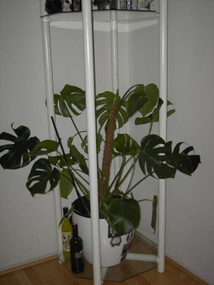 monstera2.jpg