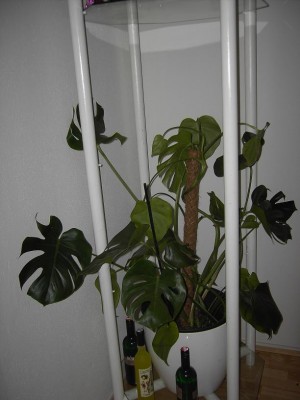 monstera1.jpg