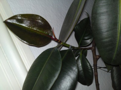 ficus_elastica_02.jpg