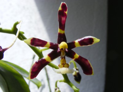 Phalaenopsis mannii 'black'.JPG