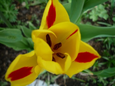 Tulpe gelb-rot.JPG