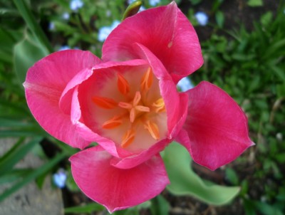 Tulpe rosa-weiß.JPG
