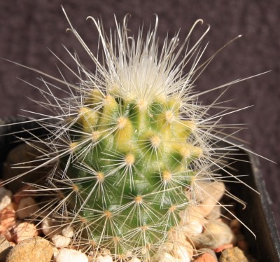 Mammillaria_spec_variegata_28_04_2010 - 1.jpg