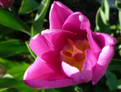 Tulpe pink.JPG