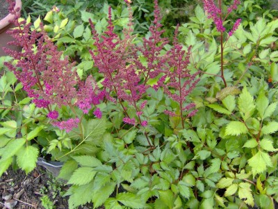 Astilbe.jpg