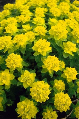 2029-euphorbia.jpg