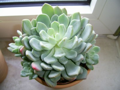 Echeveria (elegans) 2010 01 08c klein.jpg