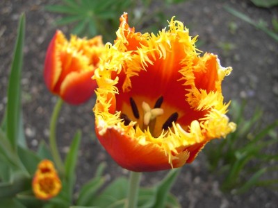 Rote Tulpen 2.jpg