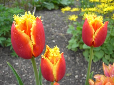 Rote Tulpen.jpg