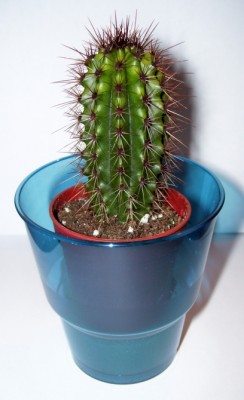 Kaktus 7.jpg