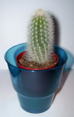 Kaktus 5.jpg