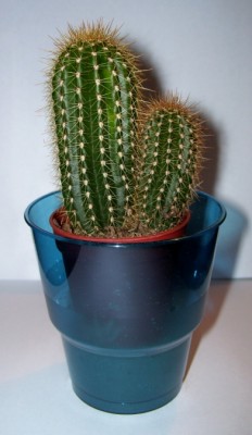 Kaktus 2.jpg