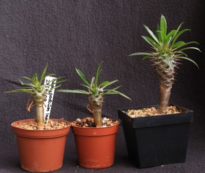 Pachypodium_lamerei_07_05_2010 - 2.jpg