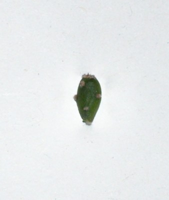 Opuntia monacantha monstruosa Steckling.jpg