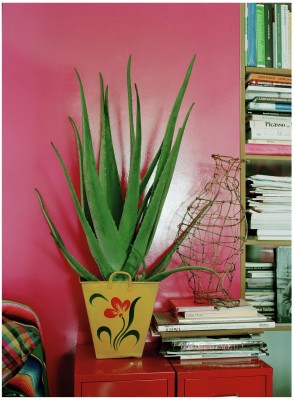 2068-Aloe-Topfpflanze.jpg