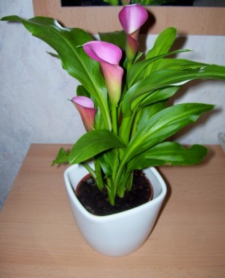 Calla5b.jpg