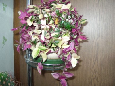 Tradescantia.jpg