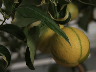 Wiener_Citrus_Tage_2010 - 14.jpg