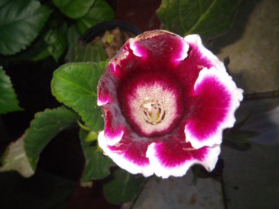 flower2.jpg