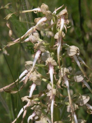 Himantoglossum-hircinum.jpg