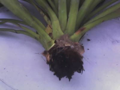Palmlilie - abgebrochener Trieb 1.jpg