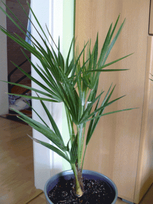 Chamaerops-humilis-gesamt.gif