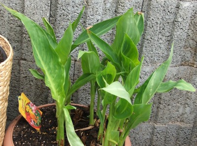 canna-indica hybr. 10.06.10.jpg