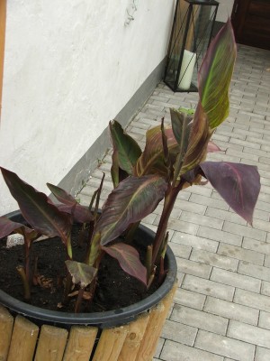 canna-indica hybr. 10.06.10.ab.jpg