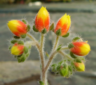 Echeveria setosa ssp. ciliata (3).JPG