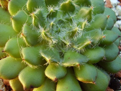 Echeveria setosa ssp. ciliata (2).JPG