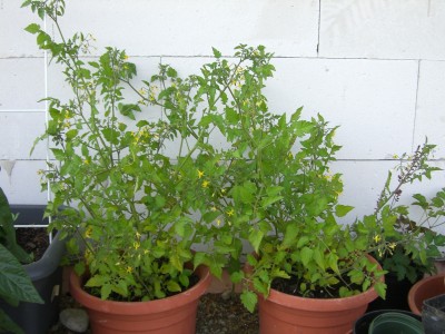 Solanum pimpinellifolium 09.06.10.JPG