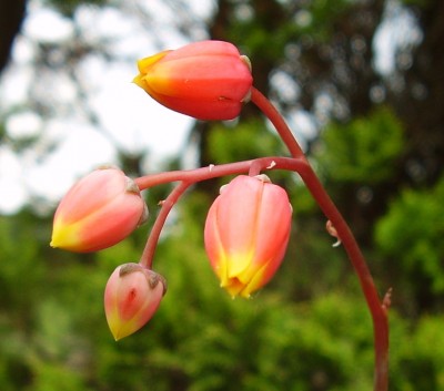 Echeveria purpusorum (8).JPG
