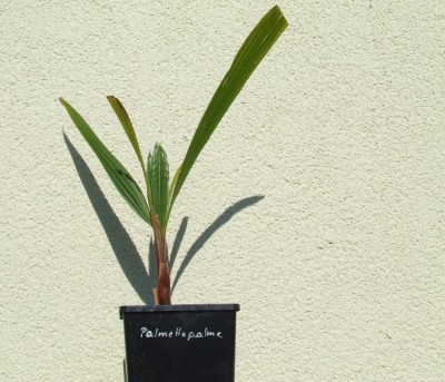 Palmettopalme1.jpg