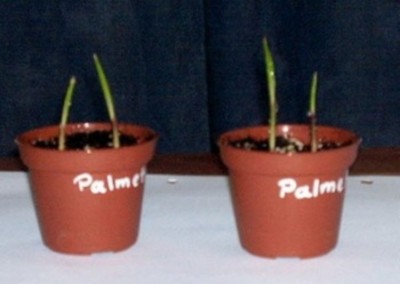 Palmettopalme 3.jpg