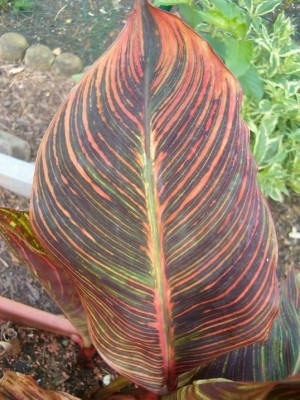 Canna Tropicana.JPG