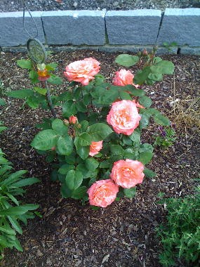 Rose 1.jpg