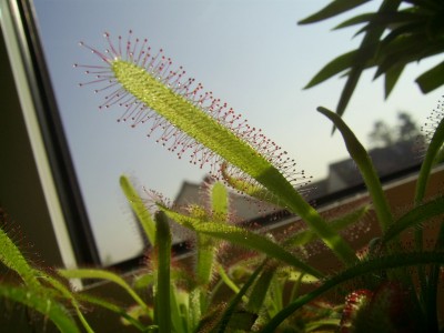 Drosera capensis 2010 04 28d klein.jpg