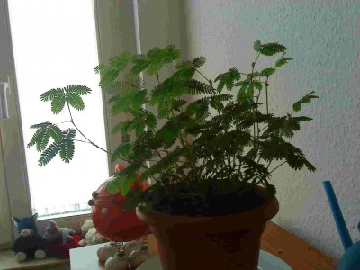 Mimosa pudica.jpg