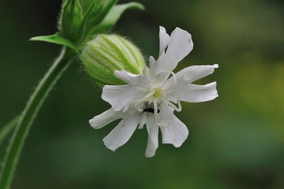 silene_vulgaris_2.jpg