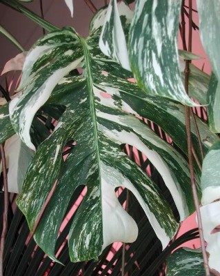 Monstera1.jpg