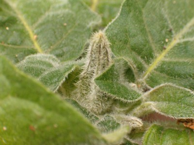 Brugmansia sanguinea.JPG