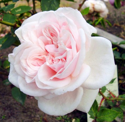 Rosa ´Souvenir de la Malmaison´.JPG