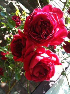 Foto-rose-b.jpg