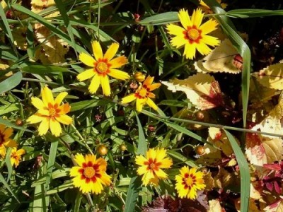 coreopsis_lanceolata.jpg